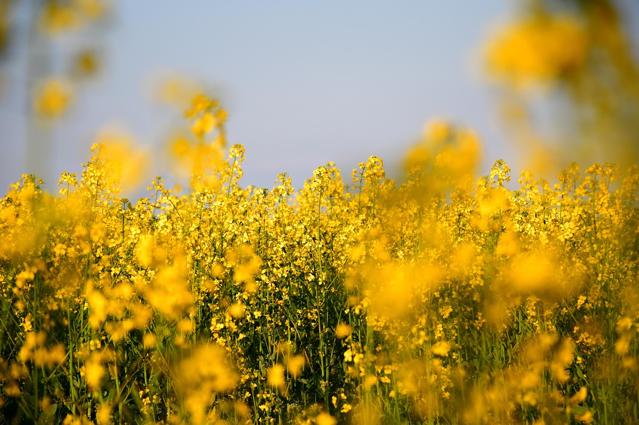 oilseed rape 7161897 1280